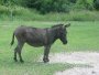 Bumpus Farms SARA CASEY Bumpus Farms SARA CASEY