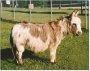 Hip Heart - Sunset Acres Hip Heart - Sunset Acres