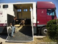 Camion de transport d'animaux