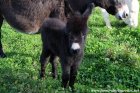 FILOU des Tourelles - ânon miniature