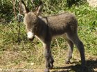 CALIN - ânon miniature