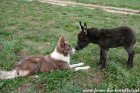 KAPUCCINO des Tourelles - ânon miniature & OLMEDA jeune Border Collie