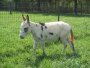 Heikens Ark HERCULE-P Heikens Ark HERCULE-P