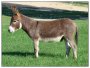 Sunset Acres LEONARDO Sunset Acres LEONARDO