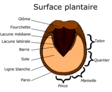 Surface plantaire du sabot asin