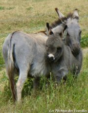 ANNABELLE et UGO des Tourelles - ânes minaitures