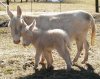 PURITY et sa fille MOONSHINE